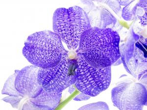 Синяя орхидея 6054