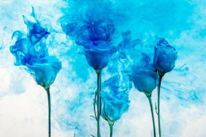 Синие розы 6-178