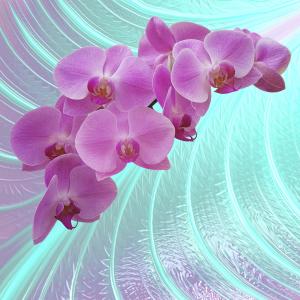 Розовая орхидея 6-155nk