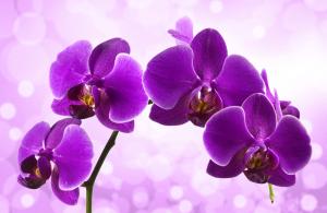 Фиолетовая орхидея 6-147